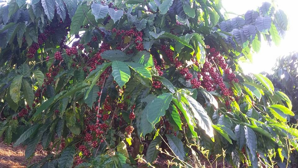 Giá nông sản ngày 8/8/2022: Cà phê đi ngang, tiêu đạt 74.000 đồng/kg